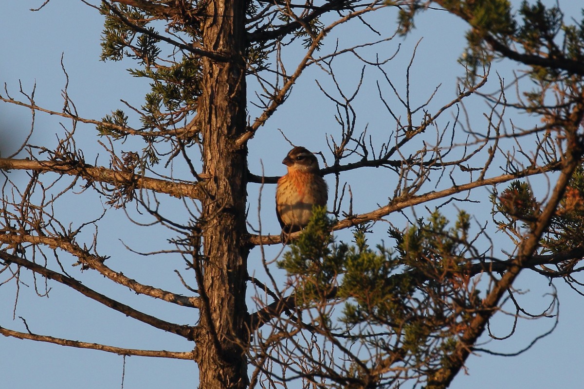 Rose-breasted Grosbeak - ML623558428