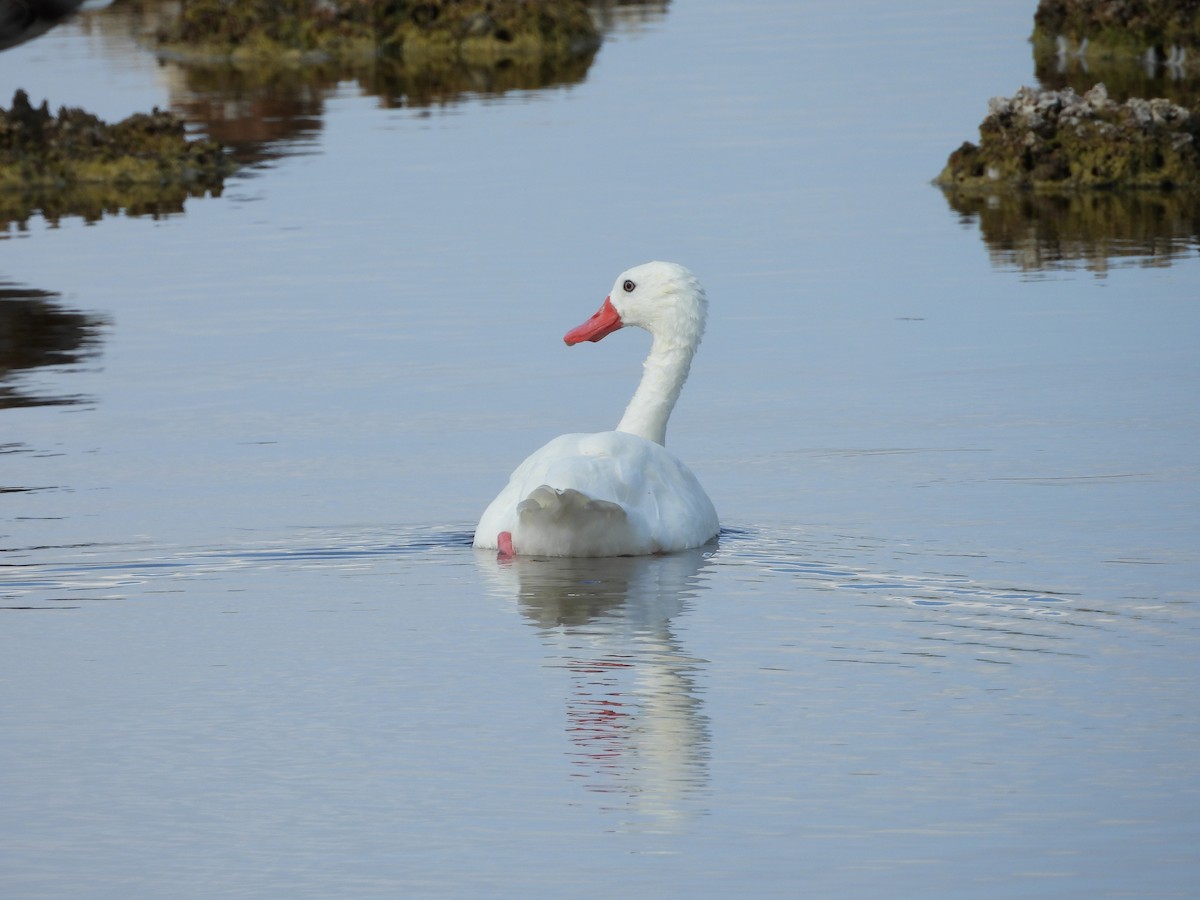 Coscoroba Swan - ML623558468