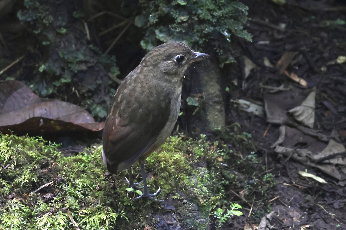 Plain-backed Antpitta - ML623558470