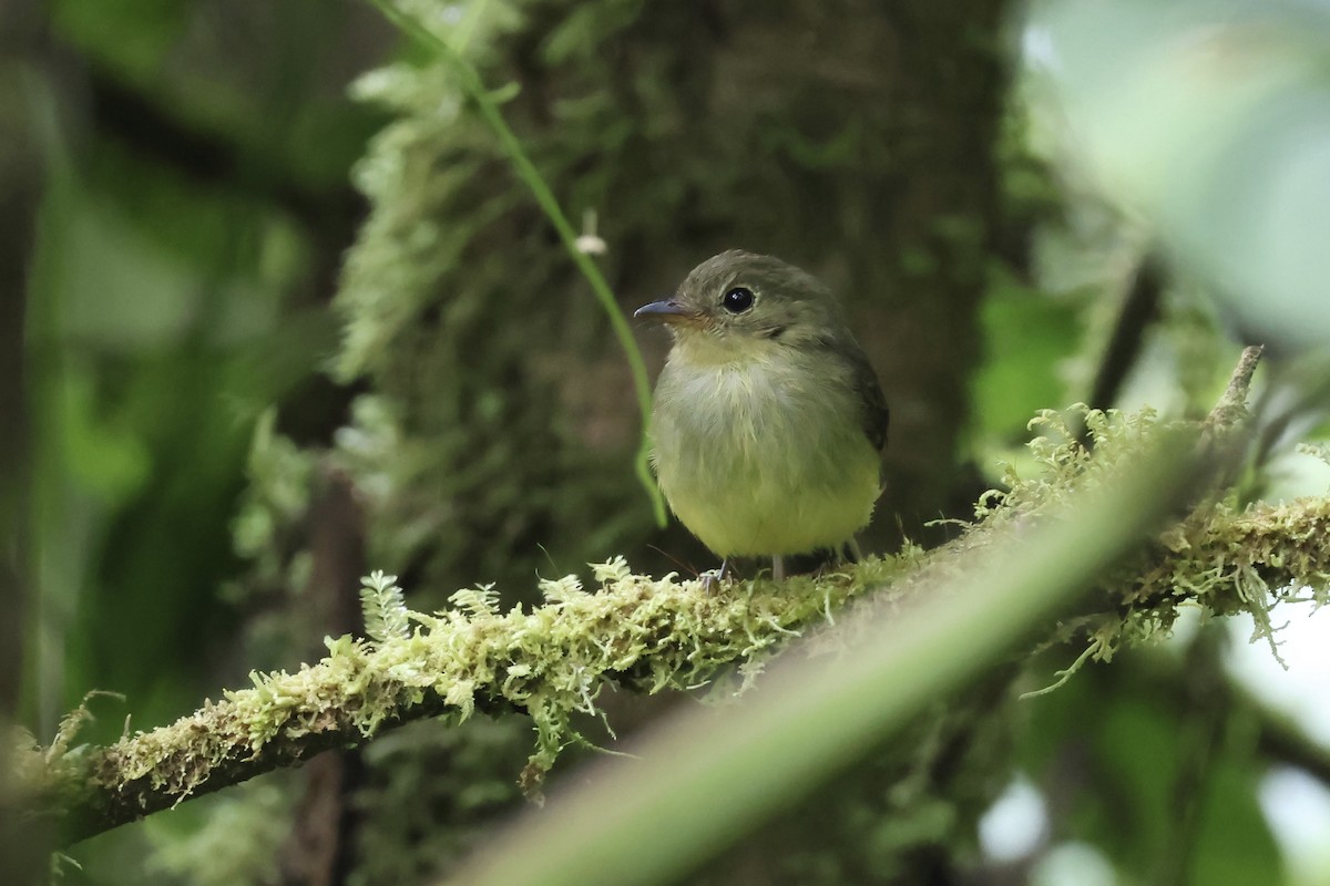 Orange-crested Flycatcher - ML623558475