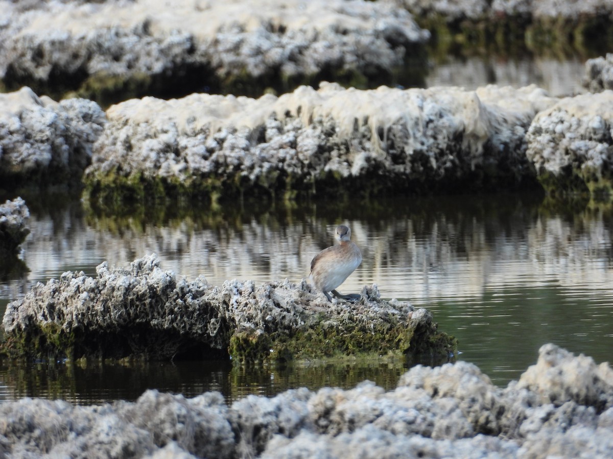 Little Grebe - ML623558478