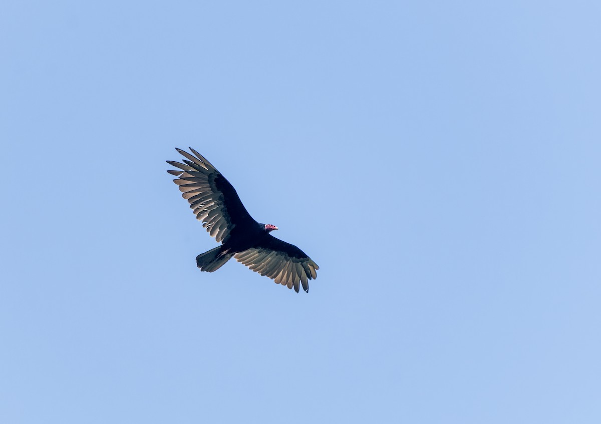 Turkey Vulture - David F. Belmonte