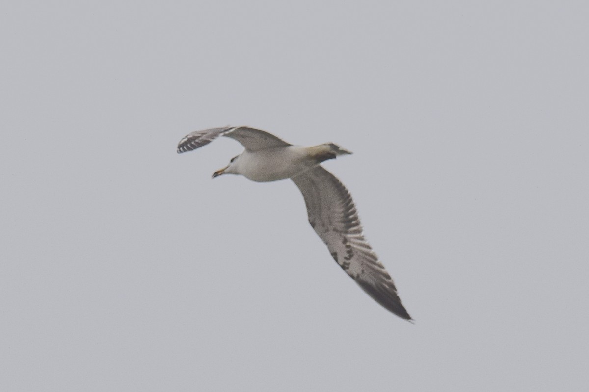 Lesser Black-backed Gull - Sourashis Mukhopadhyay