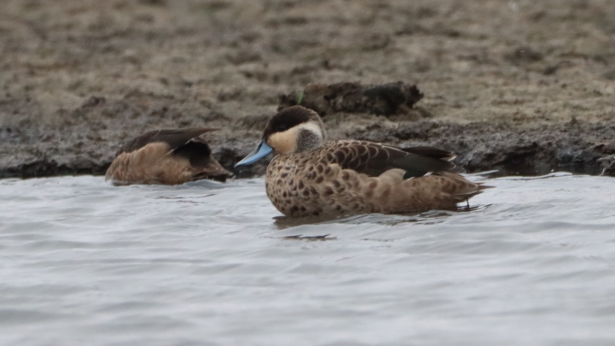 Blue-billed Teal - ML623558526