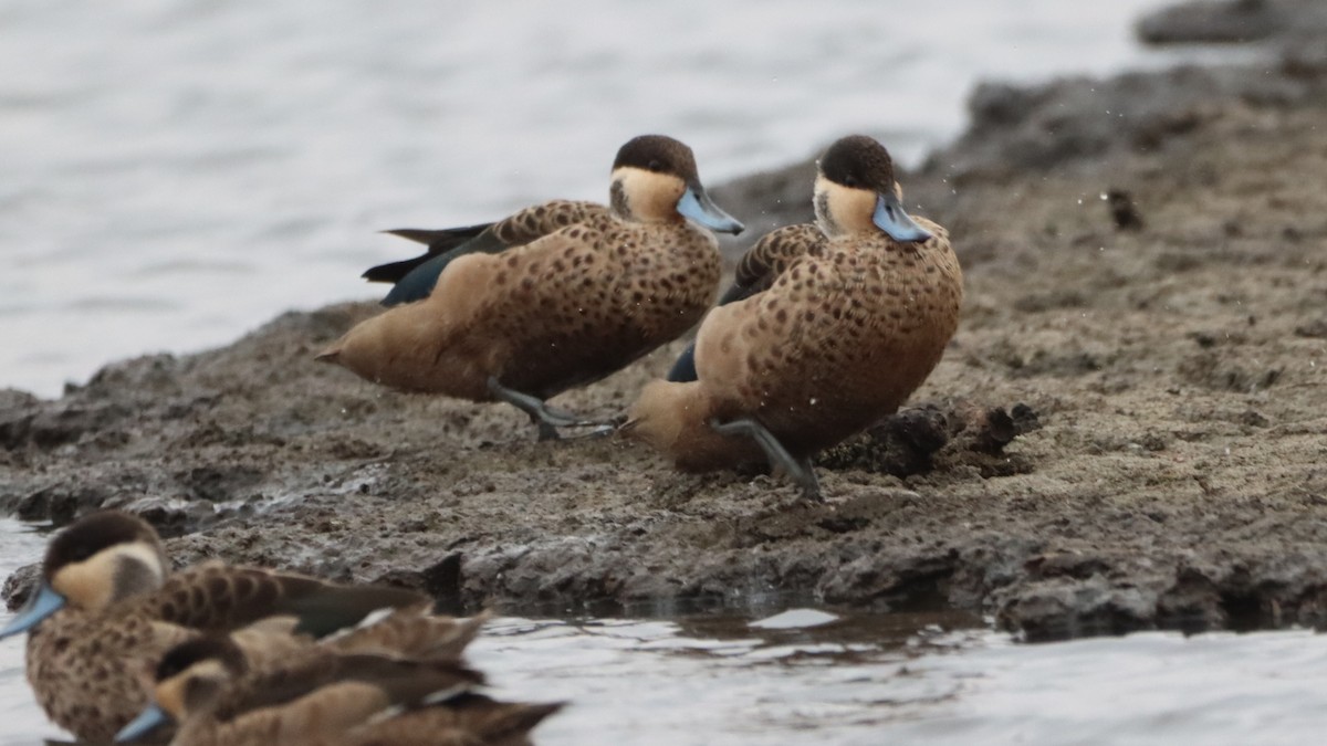 Blue-billed Teal - ML623558528