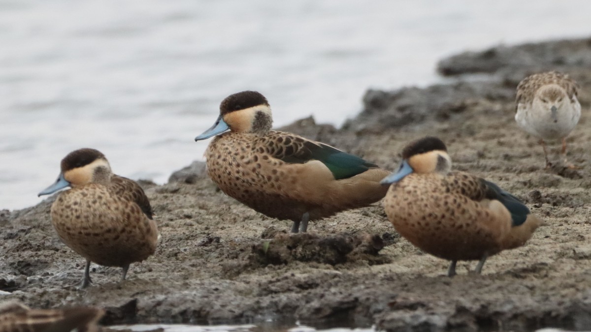 Blue-billed Teal - ML623558530