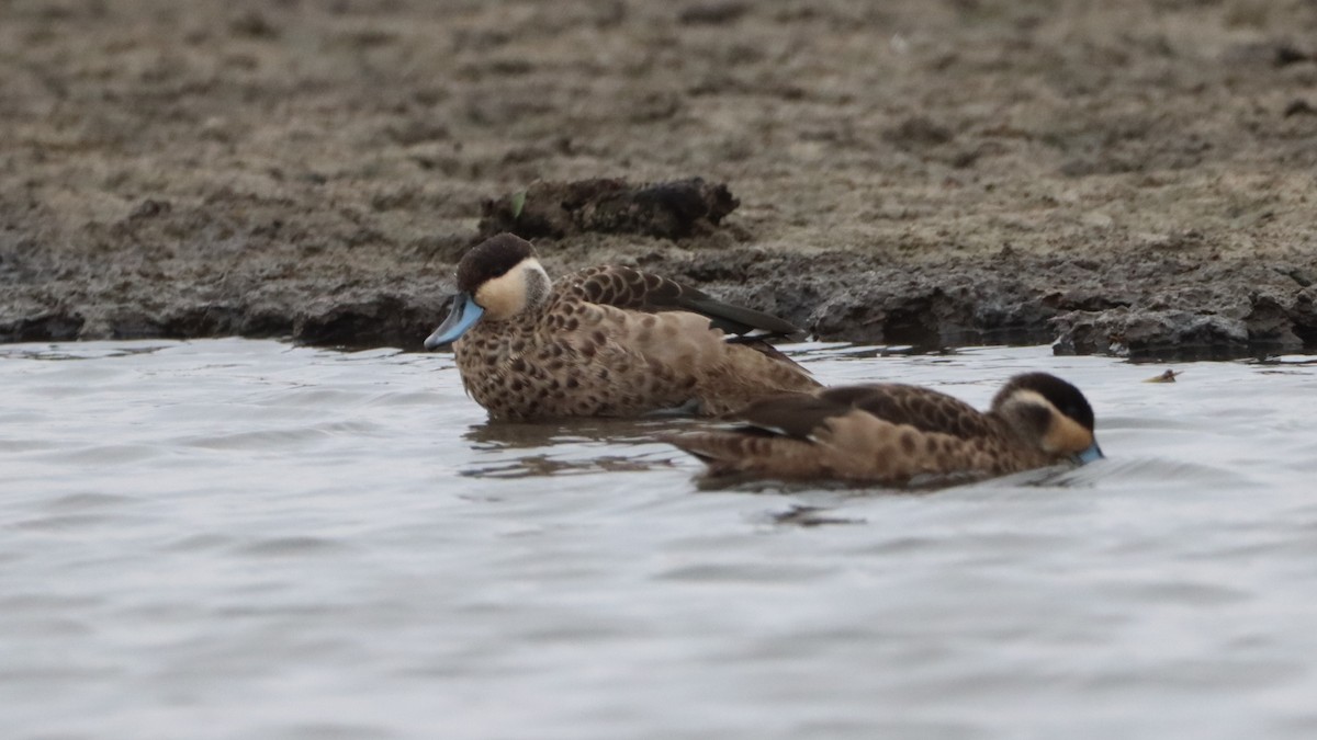 Blue-billed Teal - ML623558531