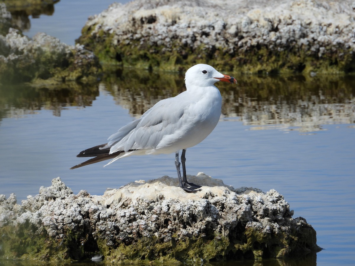 Audouin's Gull - Aleš Tichý