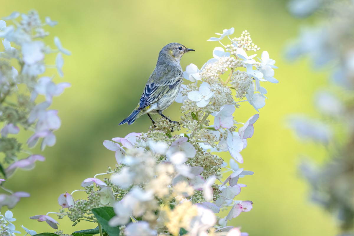 Cape May Warbler - ML623558565