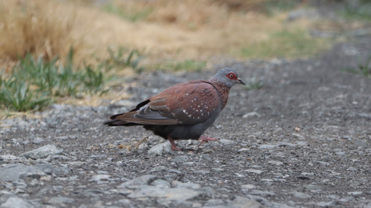 Speckled Pigeon - ML623558641