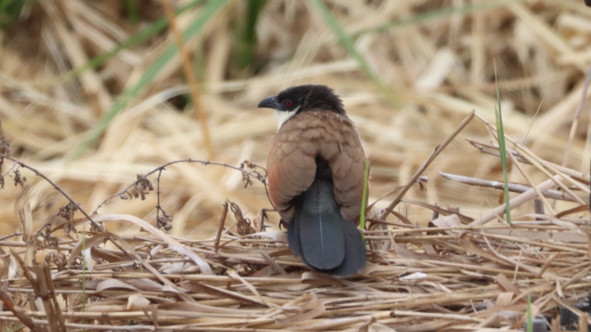 White-browed Coucal (Burchell's) - ML623558661