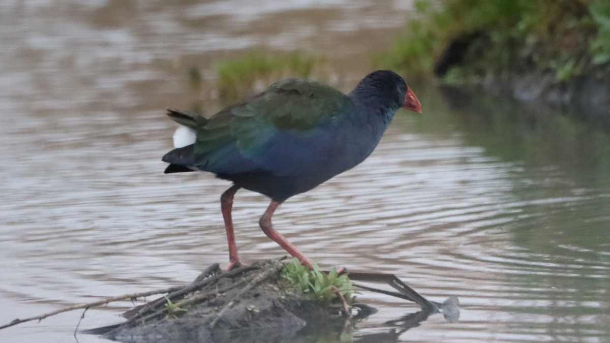 African Swamphen - ML623558671