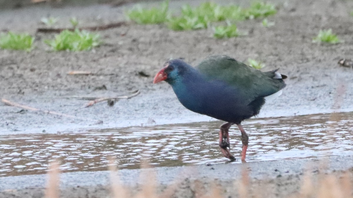 African Swamphen - ML623558672