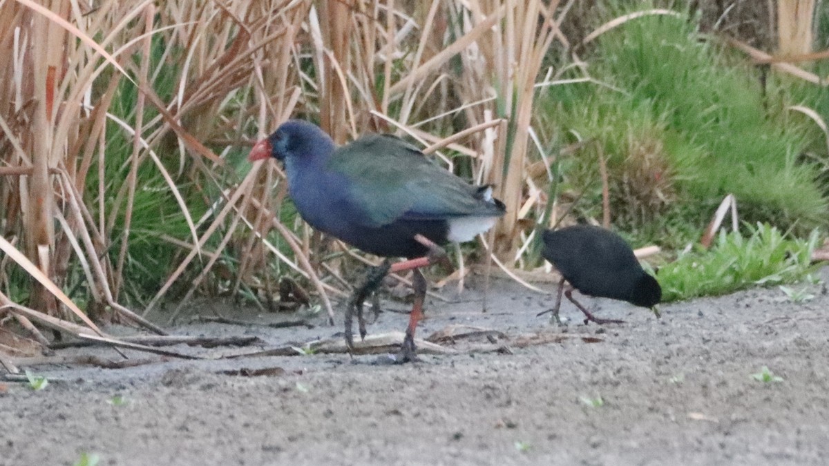 African Swamphen - ML623558673