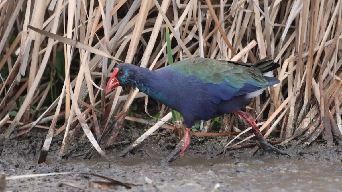 African Swamphen - ML623558674