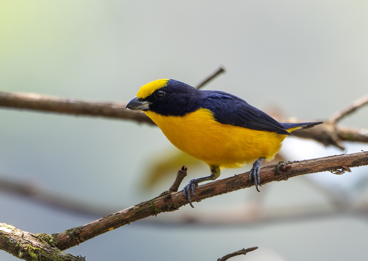 Thick-billed Euphonia - ML623558681