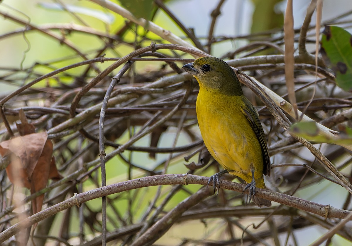 Thick-billed Euphonia - ML623558723