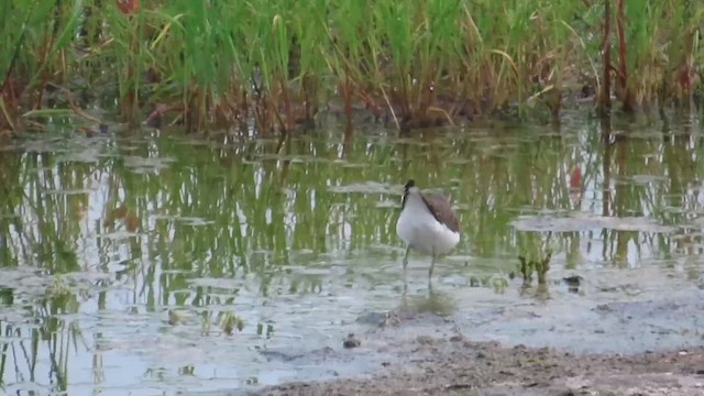 Green Sandpiper - ML623558731