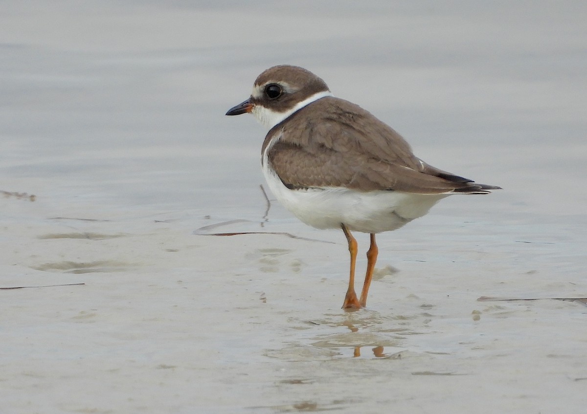 Semipalmated Plover - ML623558745