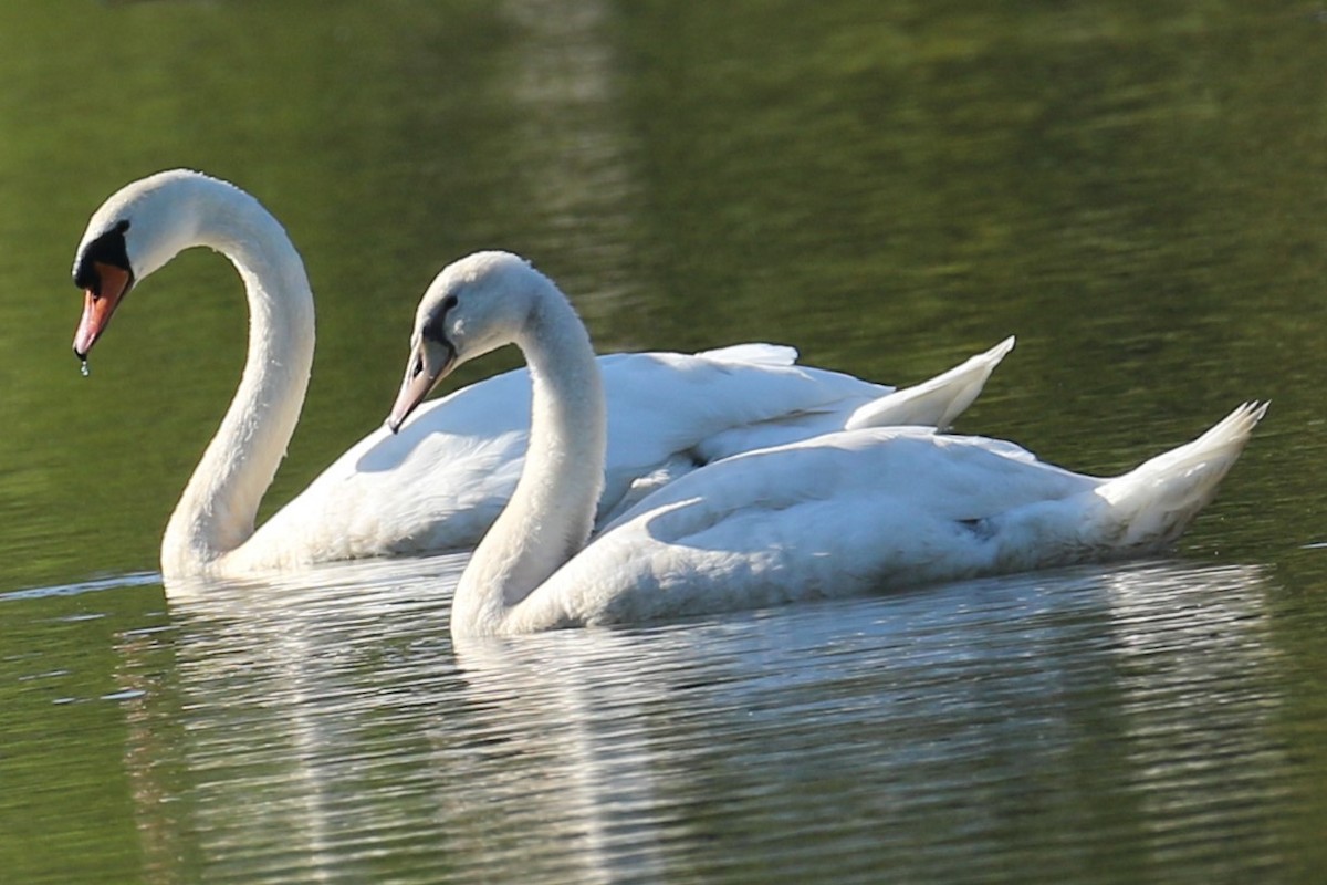 Mute Swan - michael vedder