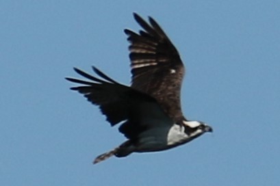 Águila Pescadora - ML623558816