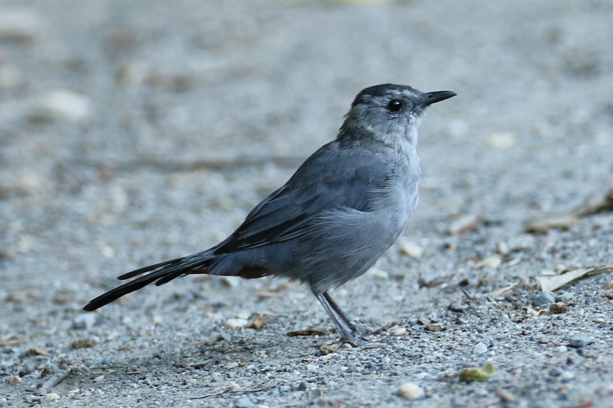 Pájaro Gato Gris - ML623558839