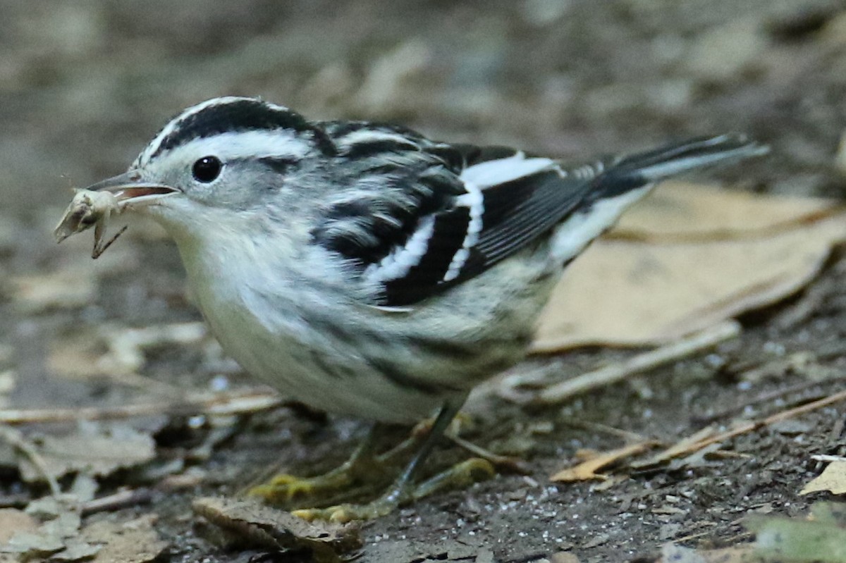 Black-and-white Warbler - michael vedder