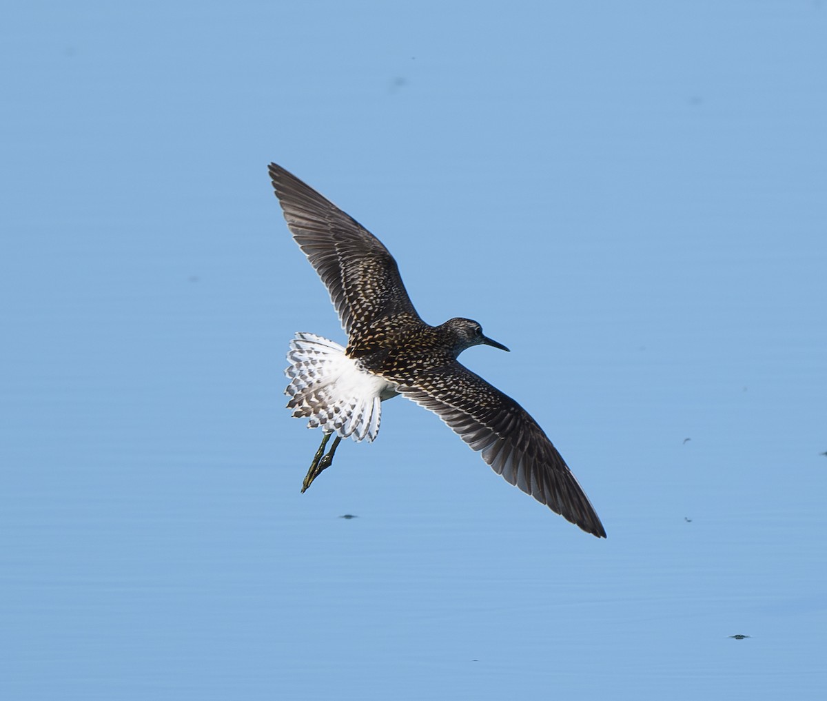 Wood Sandpiper - Joshua Greenfield