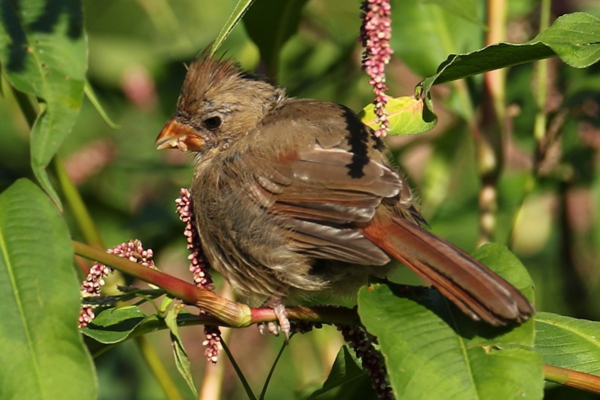 Northern Cardinal - michael vedder