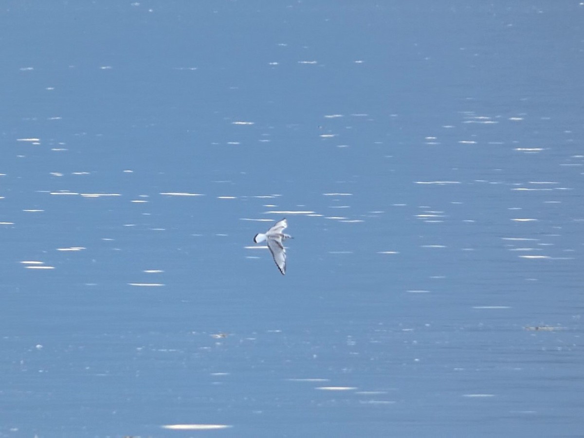 Bonaparte's Gull - ML623558884