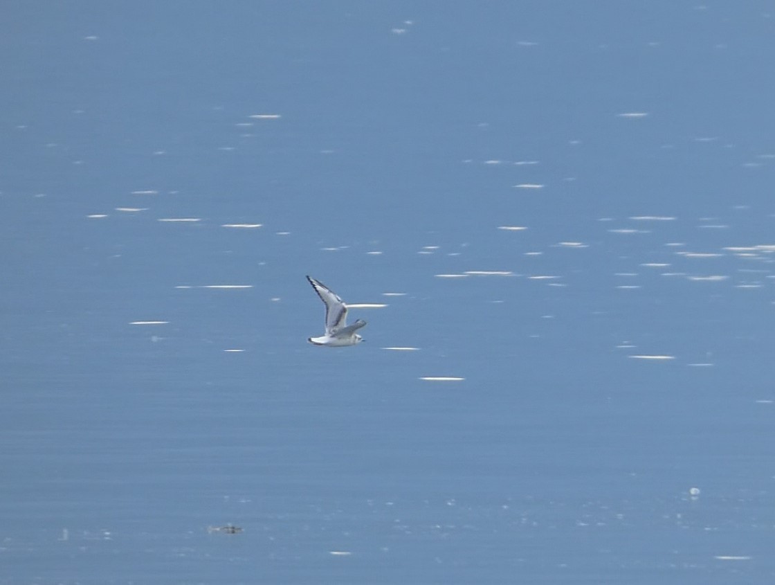 Bonaparte's Gull - ML623558885