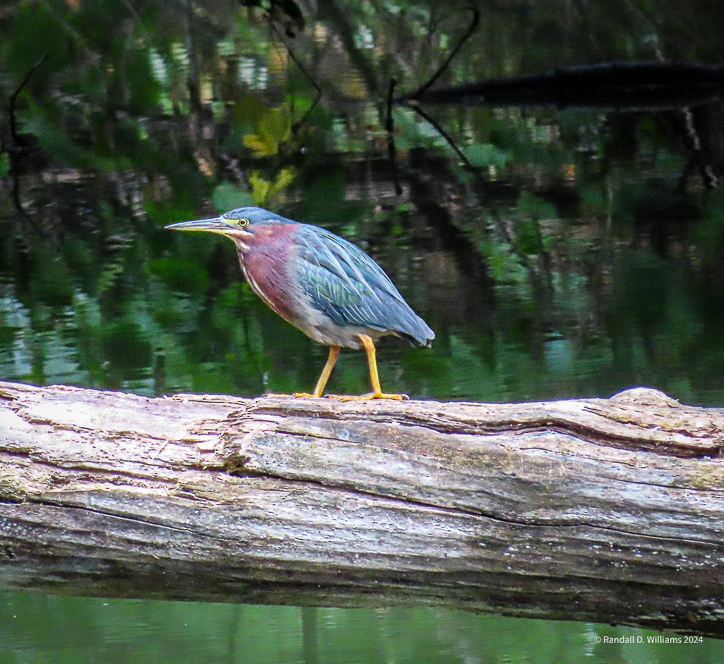 Green Heron - ML623558926