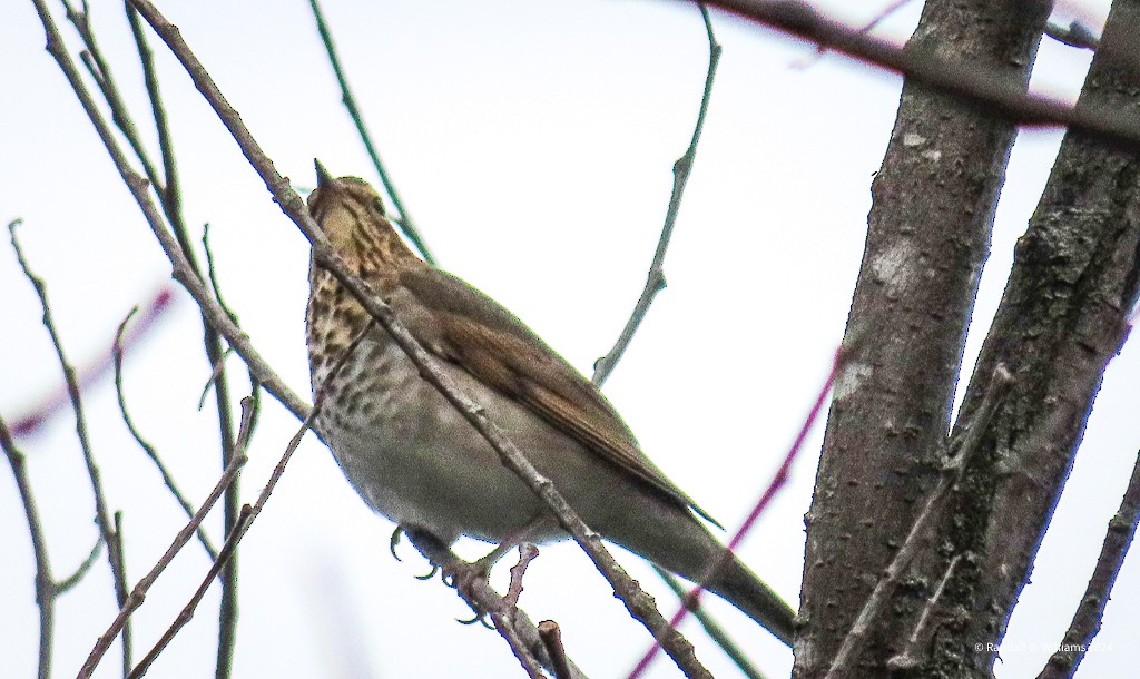 Swainson's Thrush - ML623558952