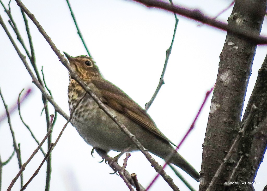 Swainson's Thrush - ML623558959