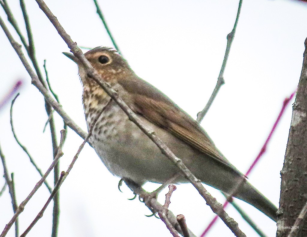 Swainson's Thrush - ML623558969