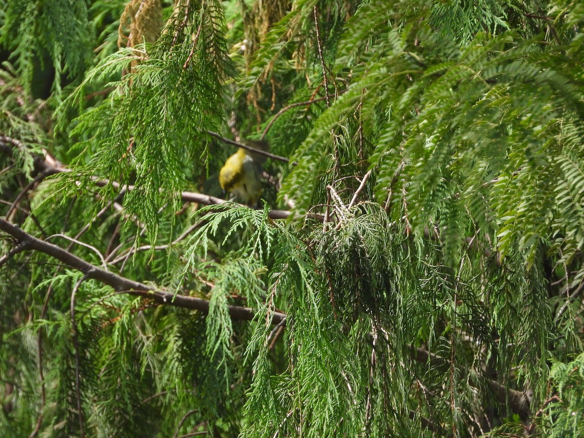 Indian White-eye - Matthew Maciosek