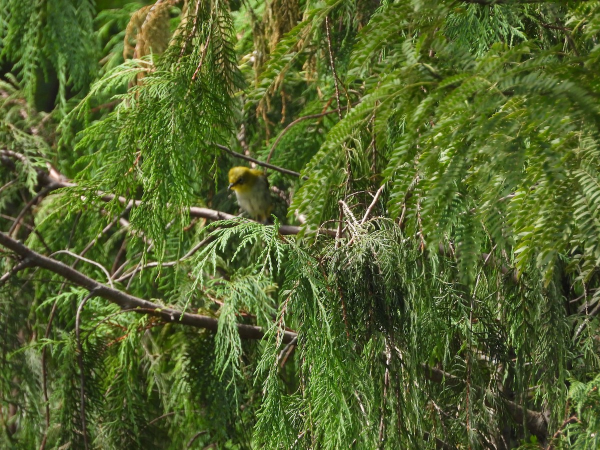 Indian White-eye - ML623558982