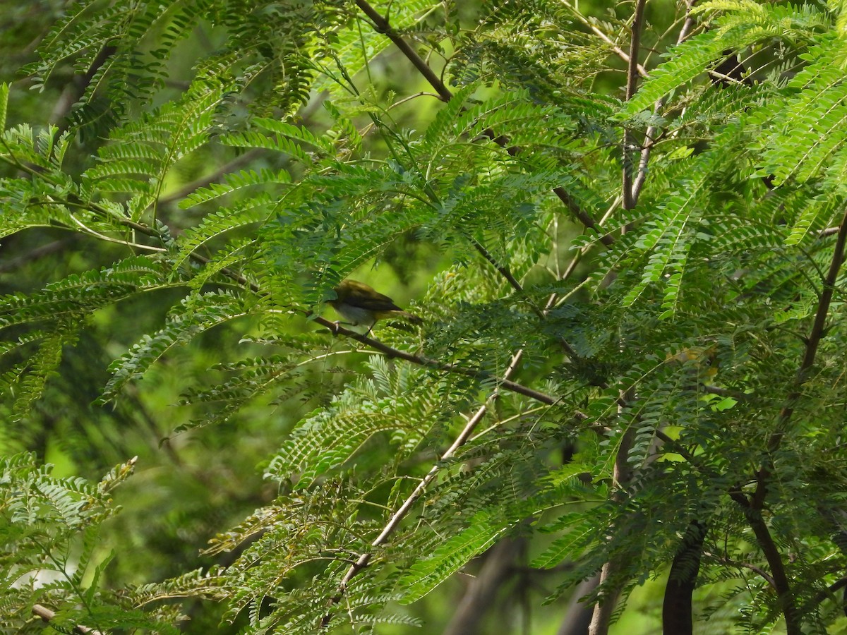 Gangesbrillenvogel - ML623558983