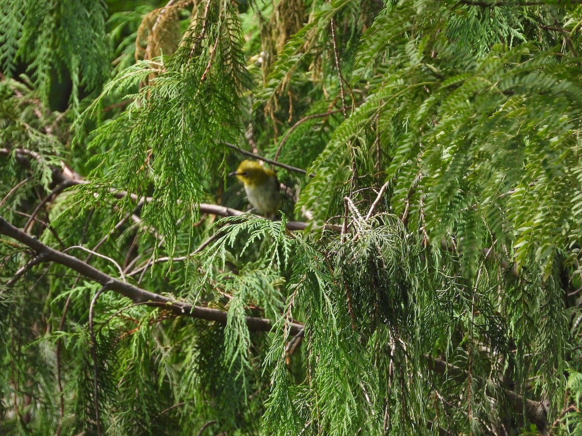 Indian White-eye - ML623558984