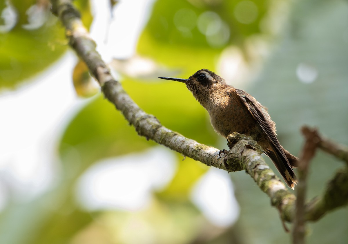 Колібрі плямистоволий - ML623558999