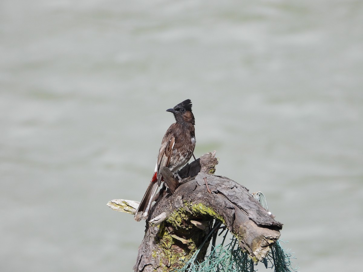 Red-vented Bulbul - ML623559016