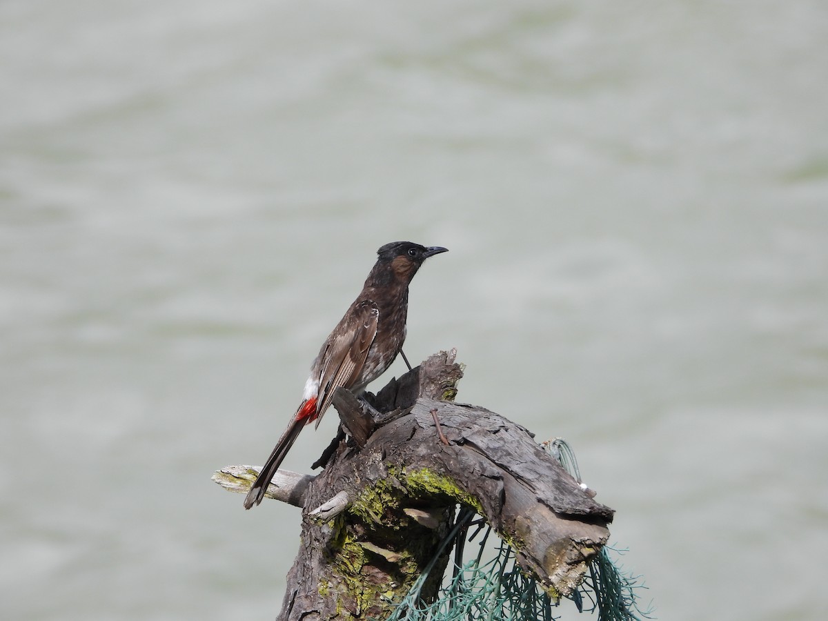 Red-vented Bulbul - ML623559017