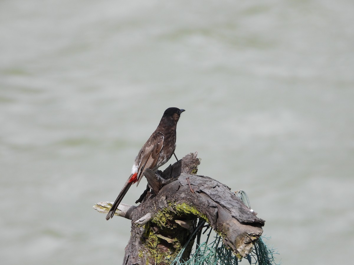 Red-vented Bulbul - ML623559018