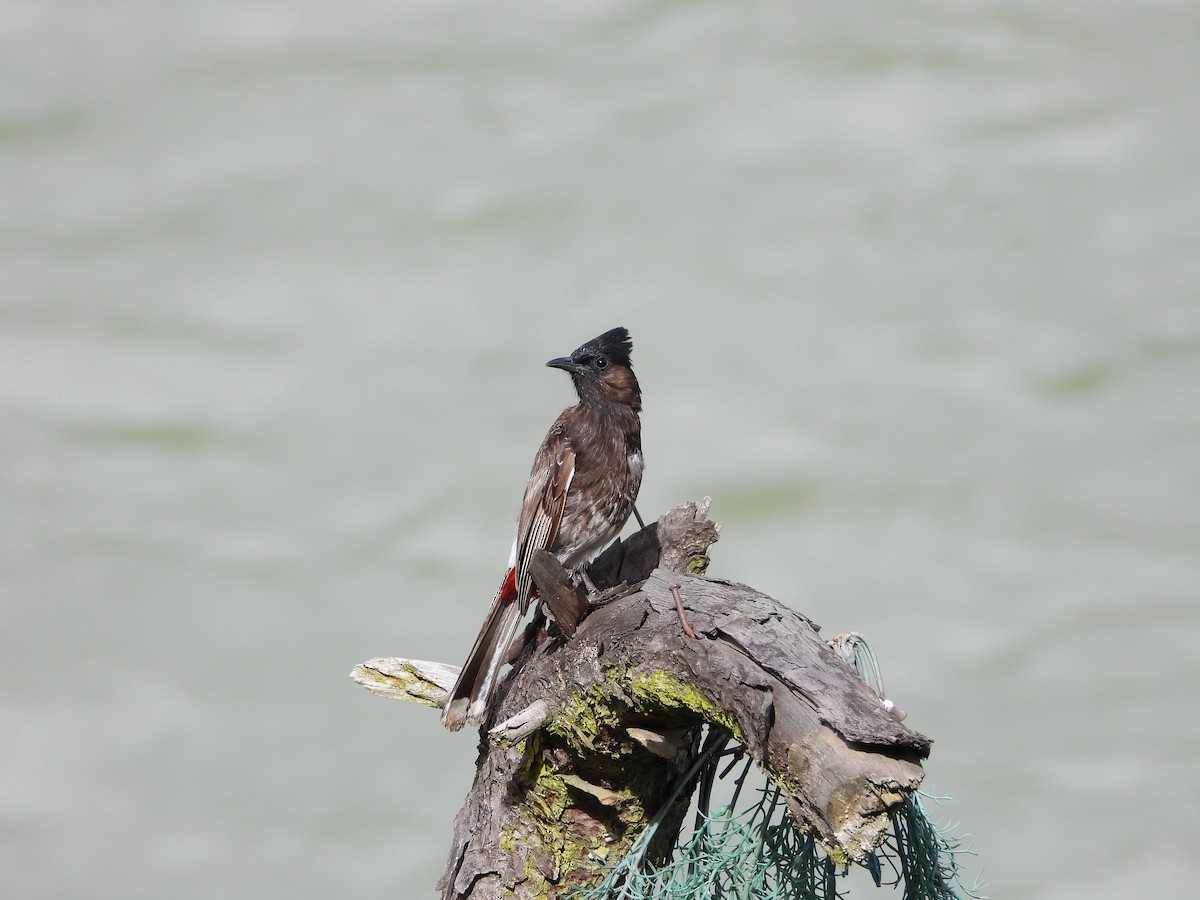 Red-vented Bulbul - ML623559019