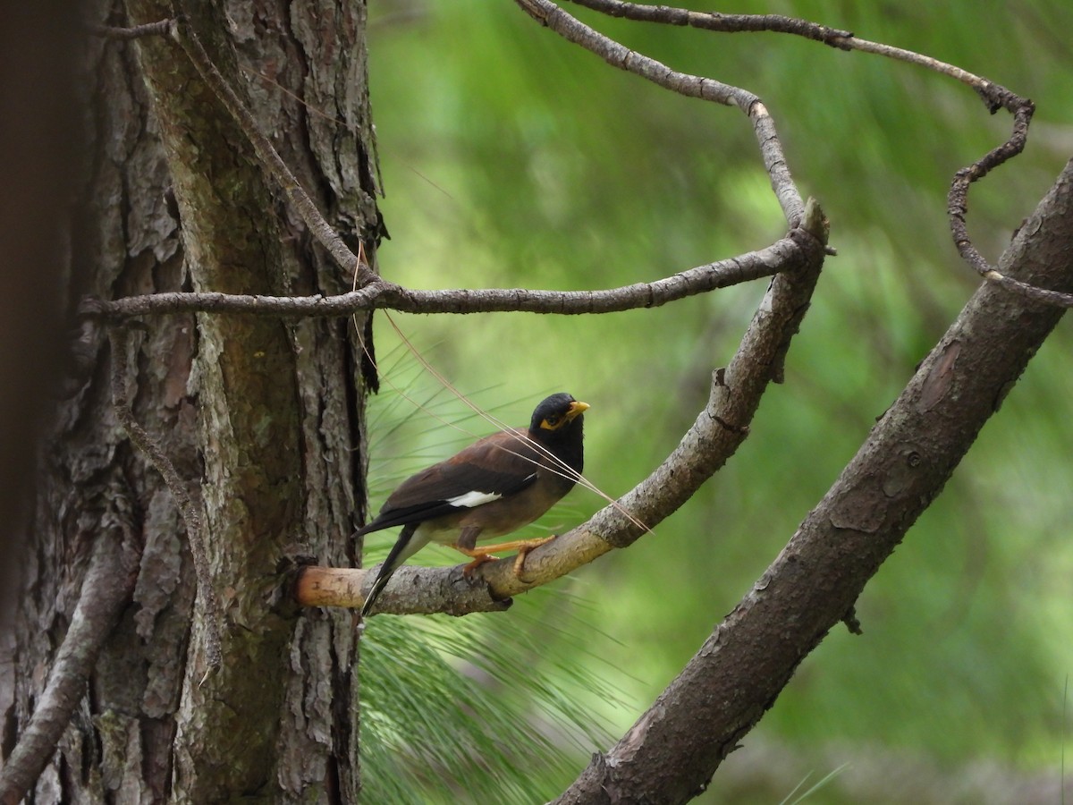 Common Myna - ML623559057