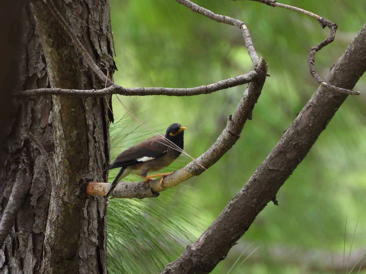 Common Myna - ML623559058