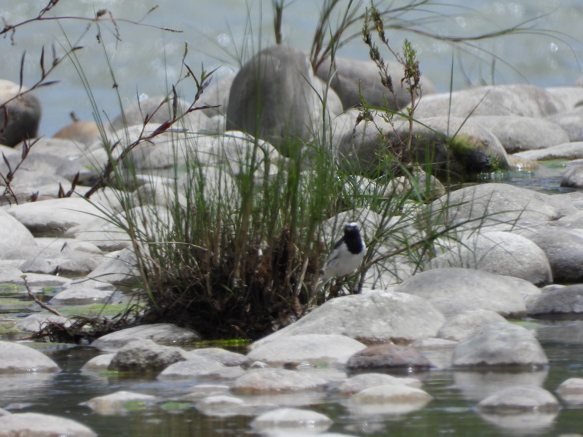 White-browed Wagtail - ML623559066