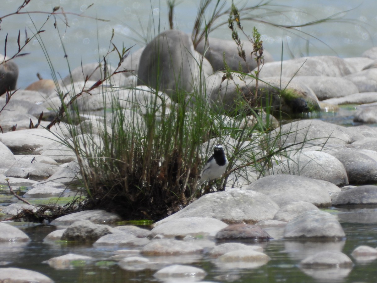 White-browed Wagtail - ML623559067