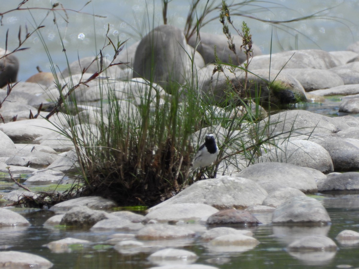 White-browed Wagtail - Matthew Maciosek