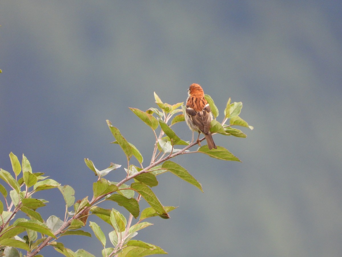 Russet Sparrow - ML623559099